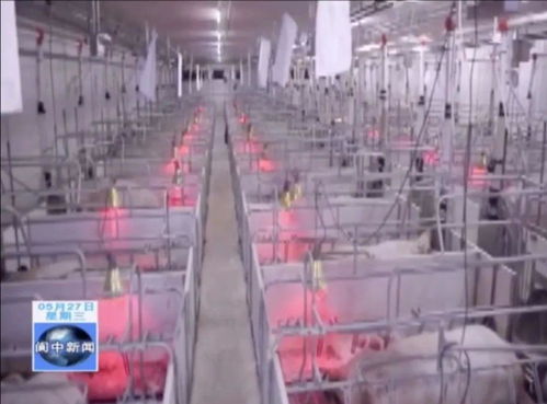 年出欄80萬頭生豬養(yǎng)殖、屠宰及豬肉制品精深加工產業(yè)項目落地我市，助力煤炭及制品銷售升級